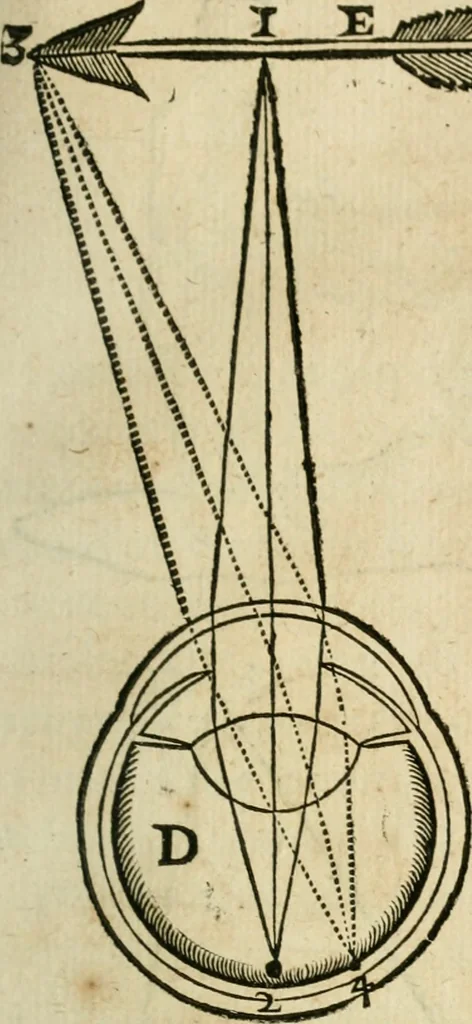 An illustration from L'homme, et la formation du foetus, 1677, leaf 114