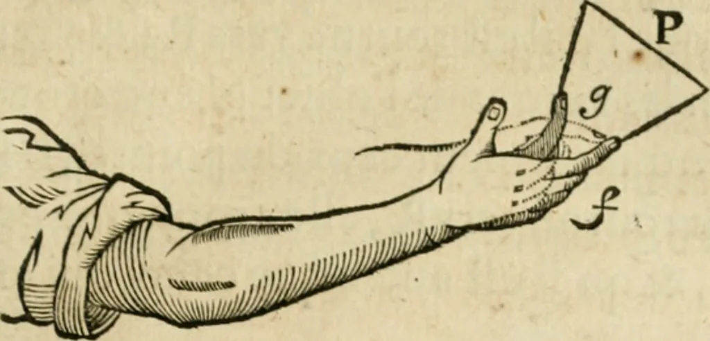 An illustration from L'homme, et la formation du foetus, 1677, leaf 116