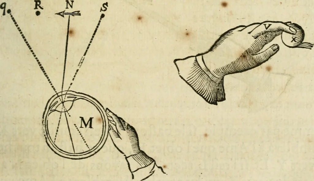 An illustration from L'homme, et la formation du foetus, 1677, leaf 116