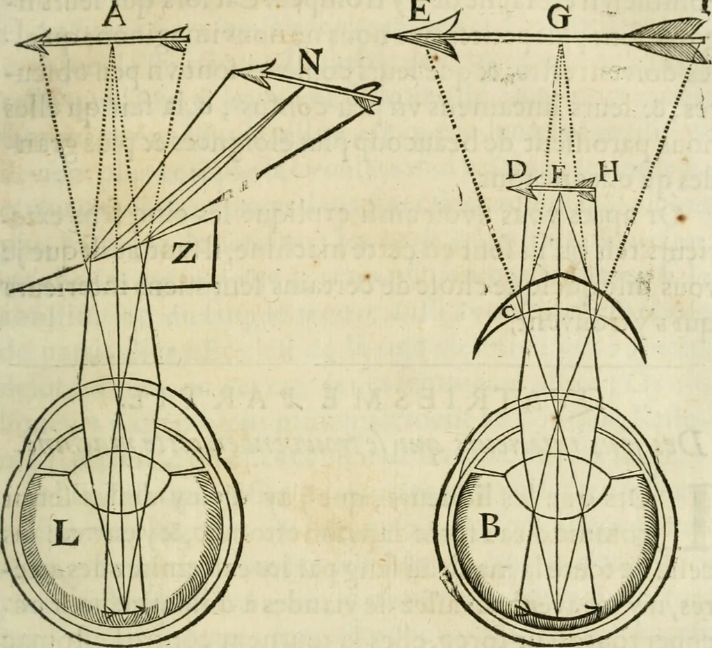 An illustration from L'homme, et la formation du foetus, 1677, leaf 118