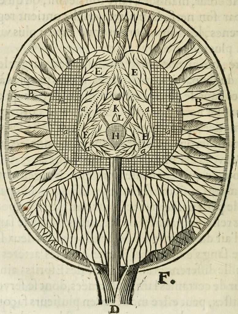 An illustration from L'homme, et la formation du foetus, 1677, leaf 125