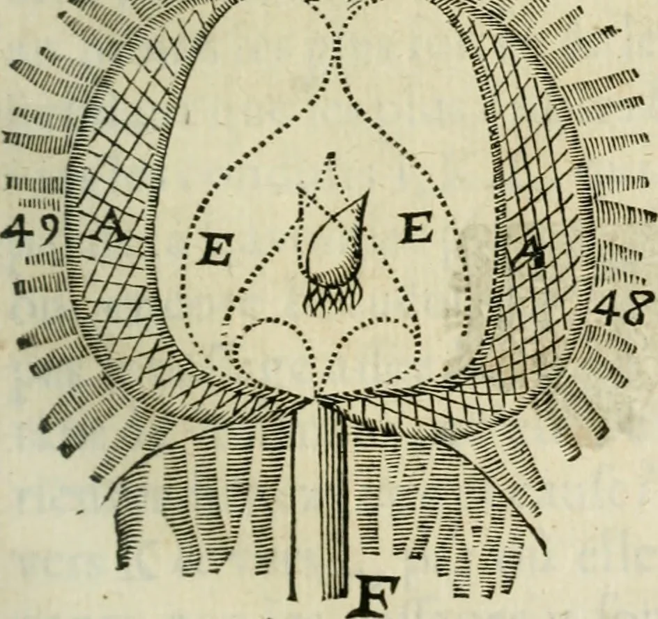 An illustration from L'homme, et la formation du foetus, 1677, leaf 126