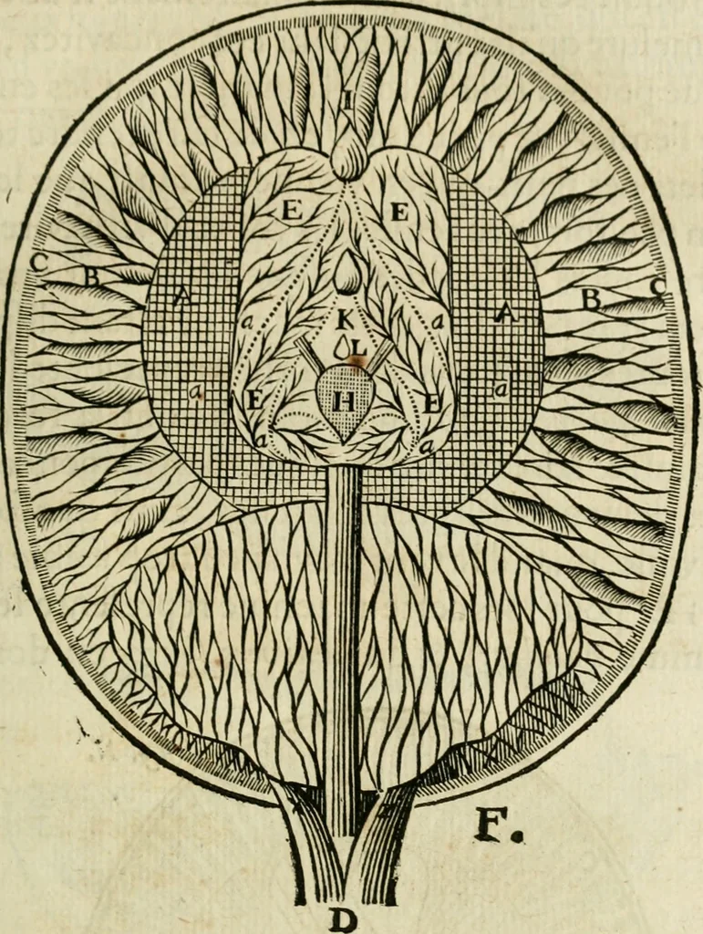 An illustration from L'homme, et la formation du foetus, 1677, leaf 130