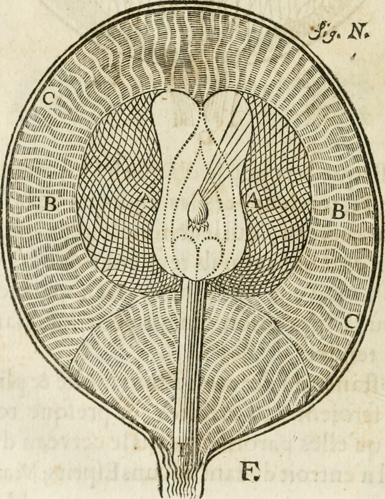 An illustration from L'homme, et la formation du foetus, 1677, leaf 131