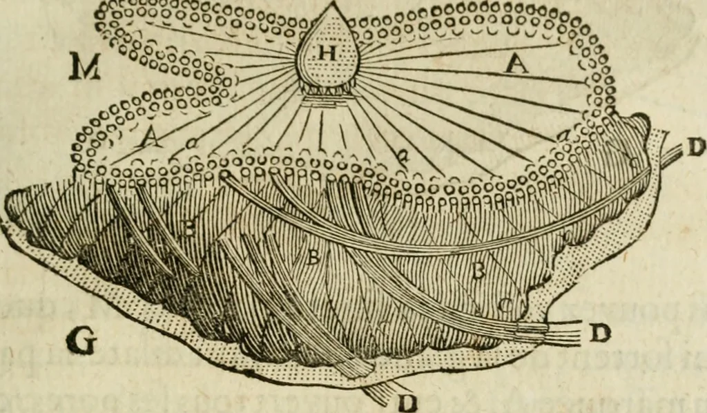 An illustration from L'homme, et la formation du foetus, 1677, leaf 132