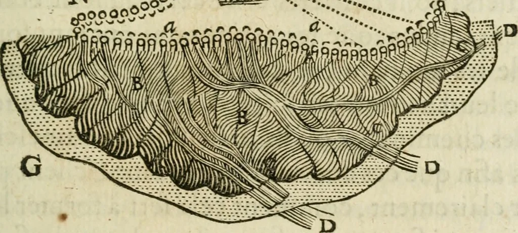 An illustration from L'homme, et la formation du foetus, 1677, leaf 132
