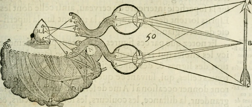 An illustration from L'homme, et la formation du foetus, 1677, leaf 134
