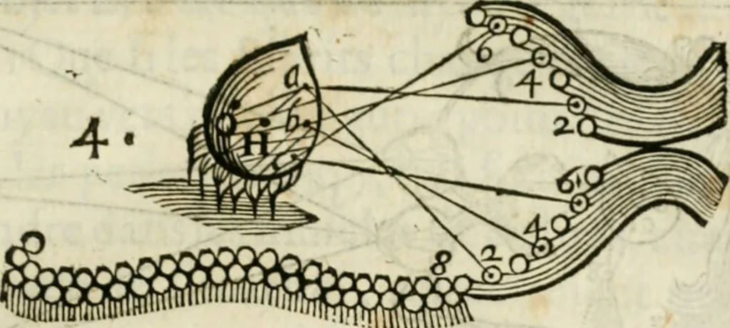 An illustration from L'homme, et la formation du foetus, 1677, leaf 140