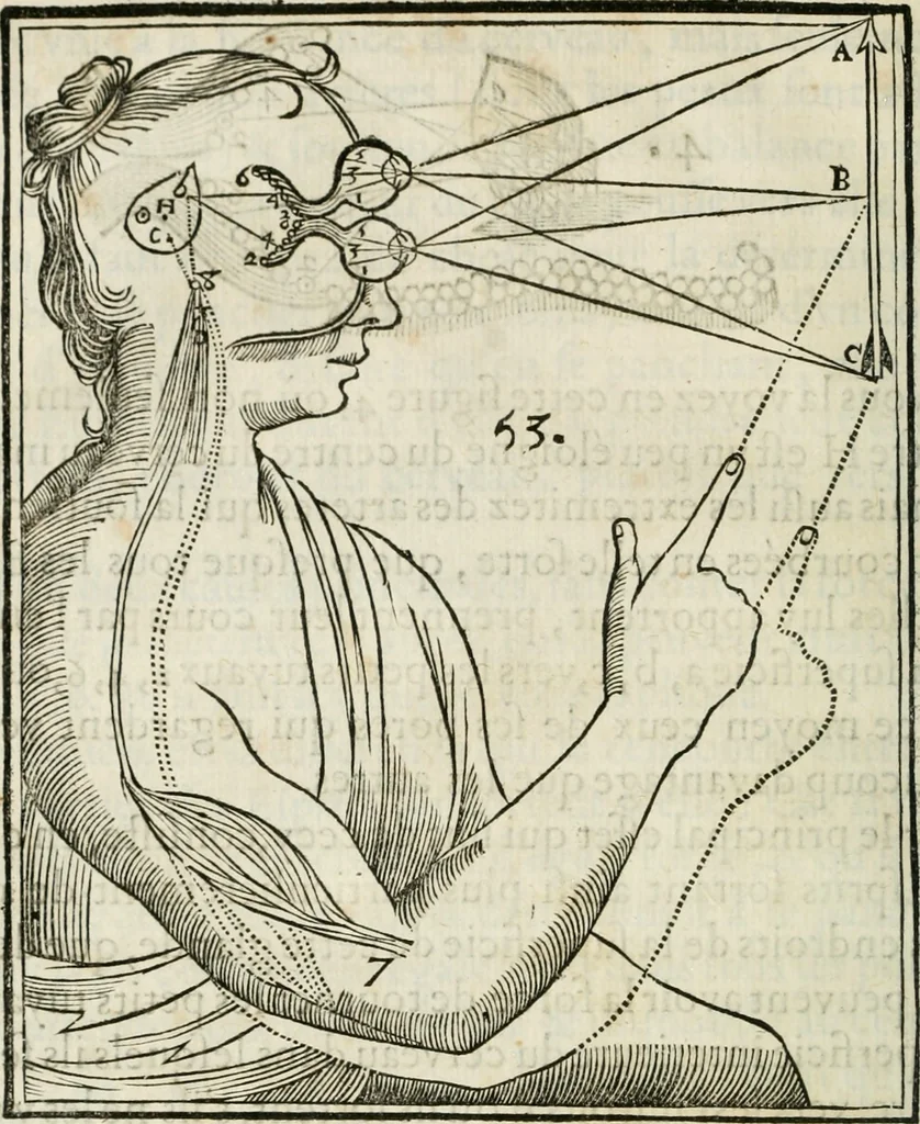 An illustration from L'homme, et la formation du foetus, 1677, leaf 141