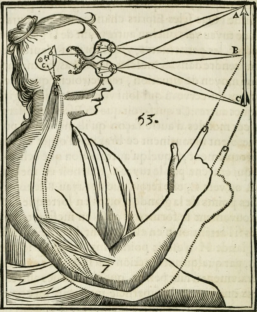 An illustration from L'homme, et la formation du foetus, 1677, leaf 143