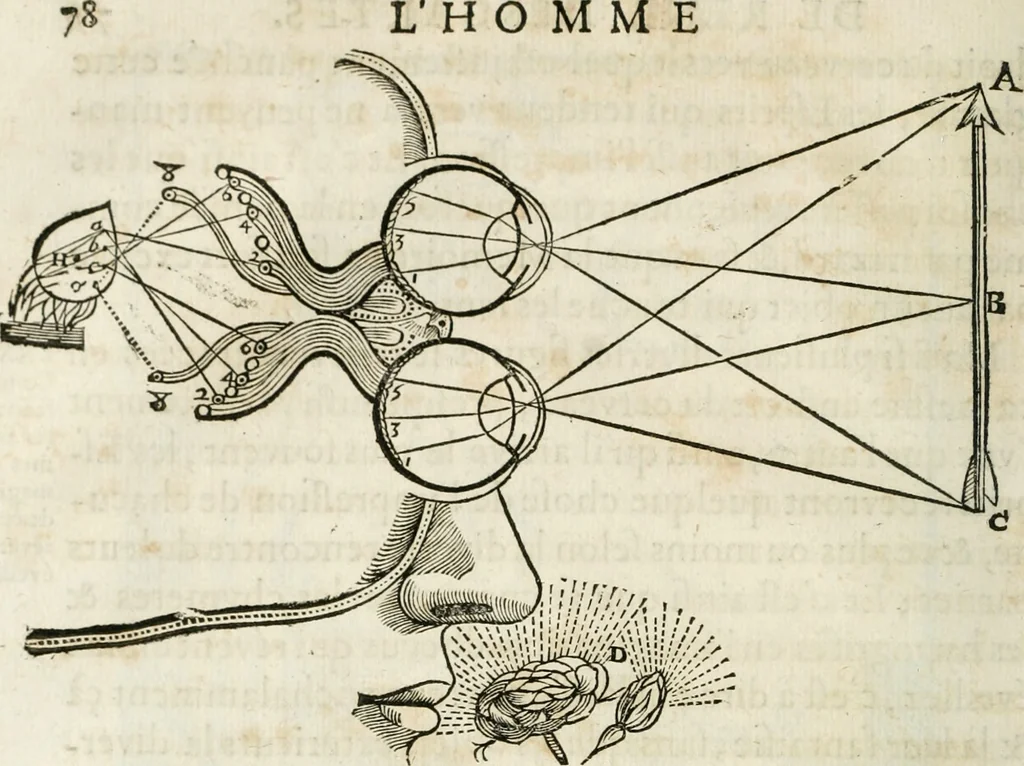 An illustration from L'homme, et la formation du foetus, 1677, leaf 147