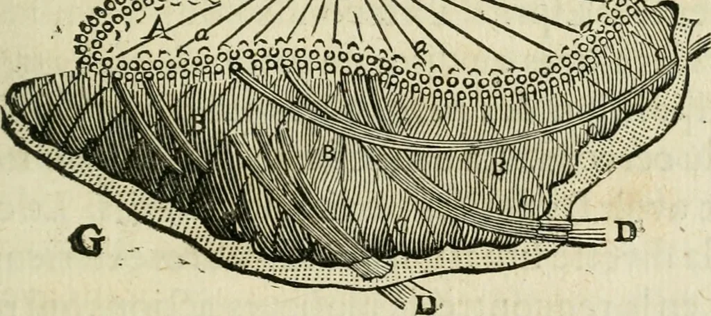 An illustration from L'homme, et la formation du foetus, 1677, leaf 152