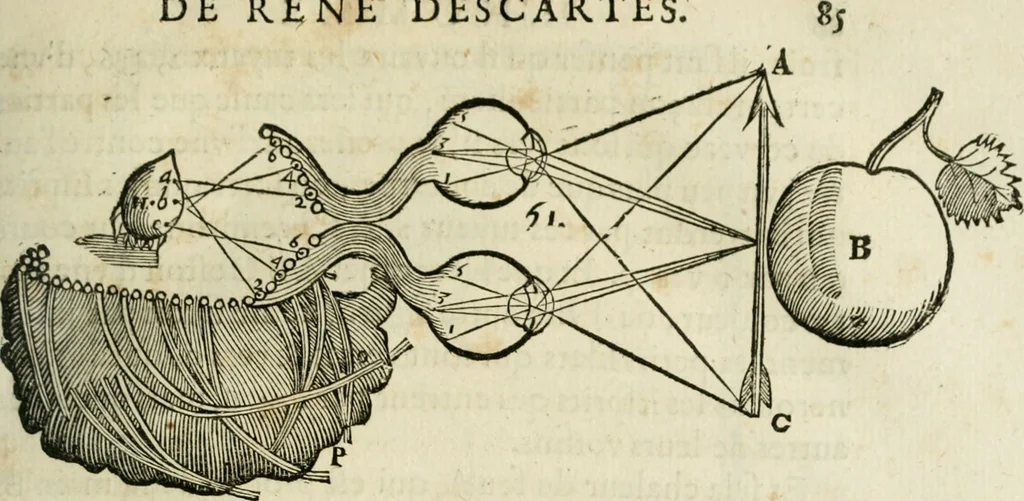 An illustration from L'homme, et la formation du foetus, 1677, leaf 154