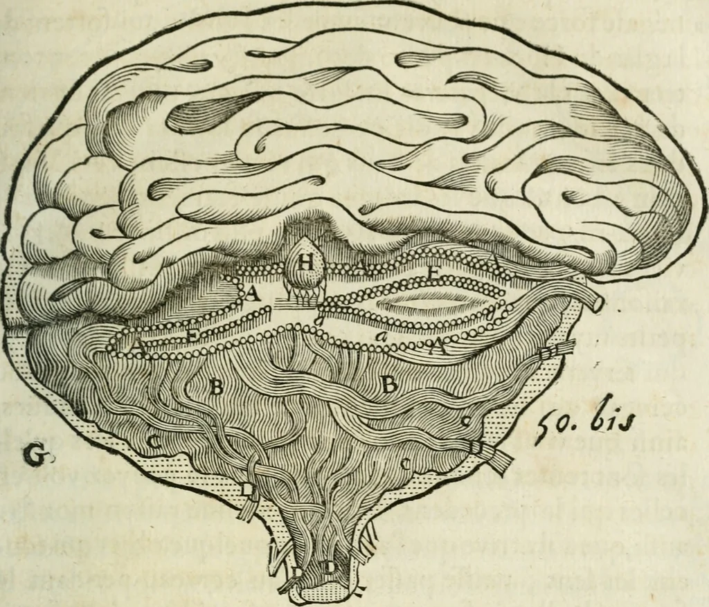 An illustration from L'homme, et la formation du foetus, 1677, leaf 162