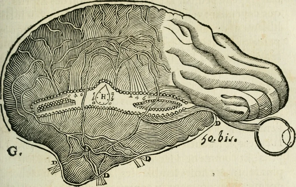 An illustration from L'homme, et la formation du foetus, 1677, leaf 164