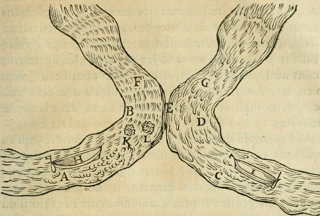 An illustration from L'homme, et la formation du foetus, 1677, leaf 522