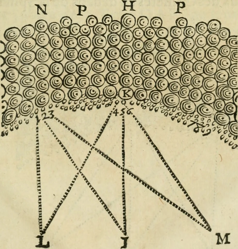 An illustration from L'homme, et la formation du foetus, 1677, leaf 578