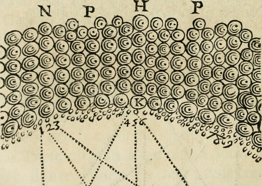 An illustration from L'homme, et la formation du foetus, 1677, leaf 579