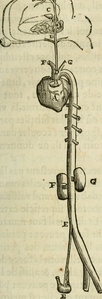 An illustration from L'homme, et la formation du foetus, 1677, leaf 78