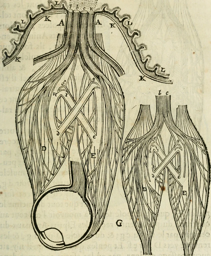 An illustration from L'homme, et la formation du foetus, 1677, leaf 84