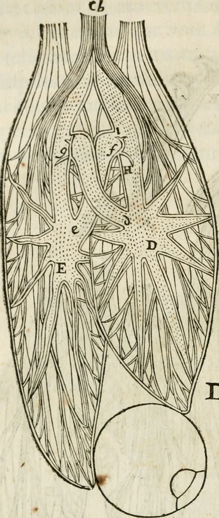 An illustration from L'homme, et la formation du foetus, 1677, leaf 85