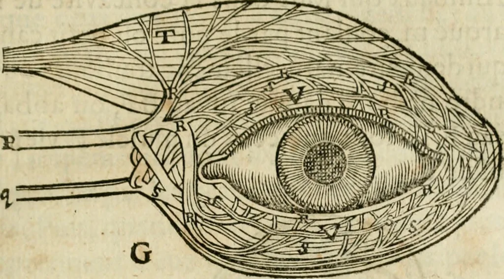 An illustration from L'homme, et la formation du foetus, 1677, leaf 90