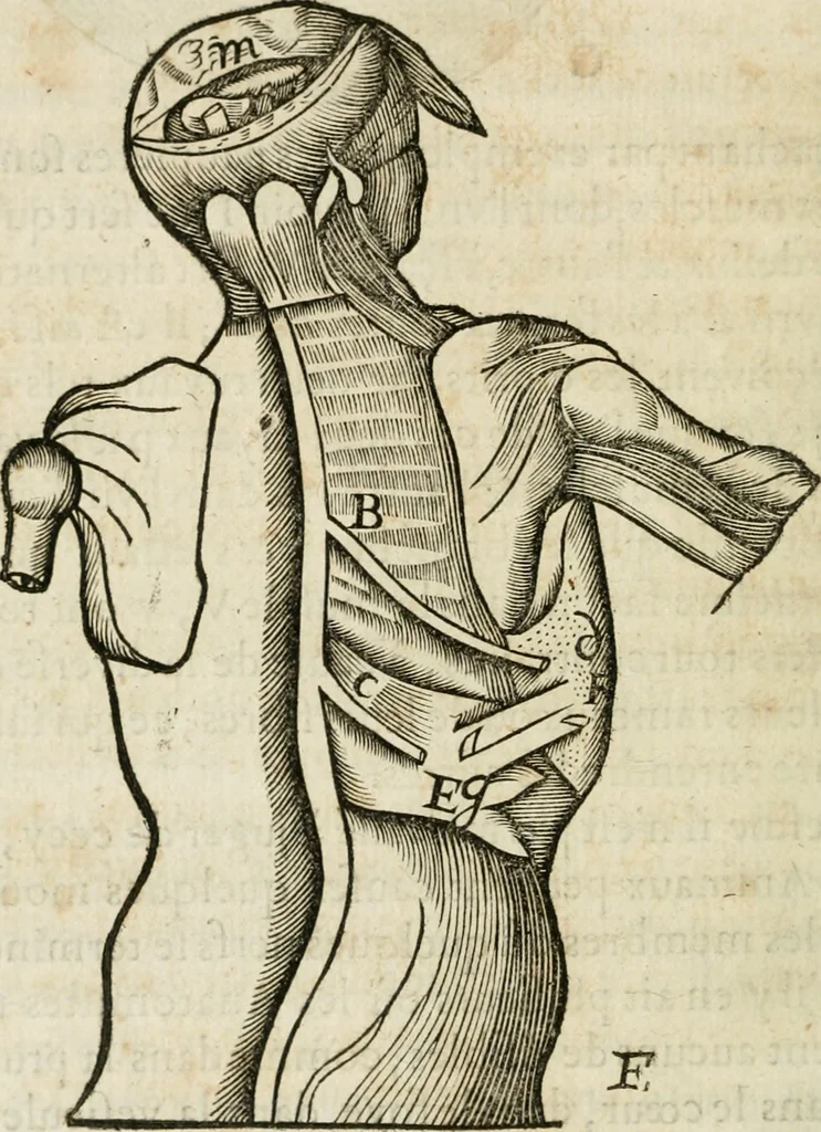 An illustration from L'homme, et la formation du foetus, 1677, leaf 91