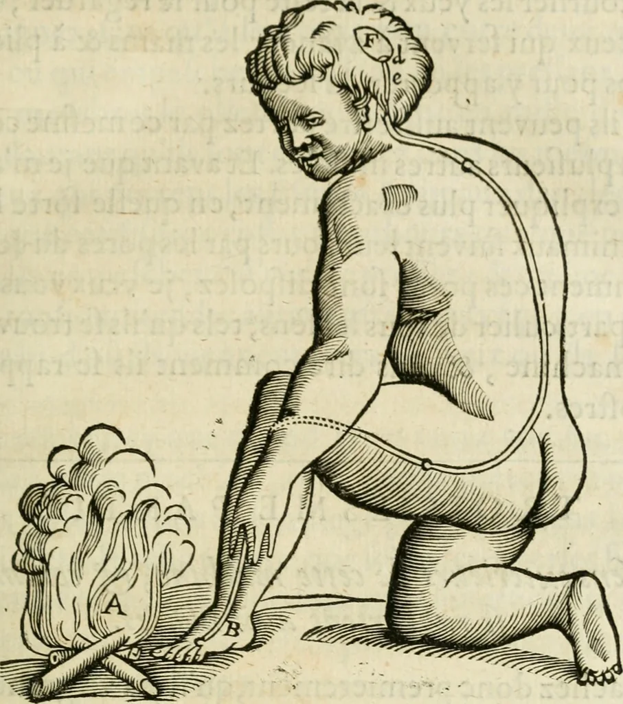 An illustration from L'homme, et la formation du foetus, 1677, leaf 94