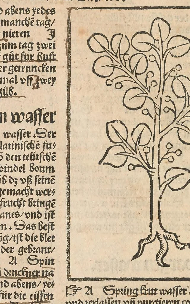 An illustration from Liber der arte distulandi simplicia et composita : das nüv bůch d[er] rechte[n] Kunst zů distilliere[n], 1509, leaf 242