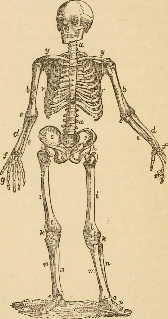 An illustration from Library of mesmerism and psychology, 1871, leaf 310