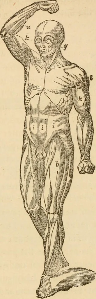 An illustration from Library of mesmerism and psychology, 1871, leaf 312