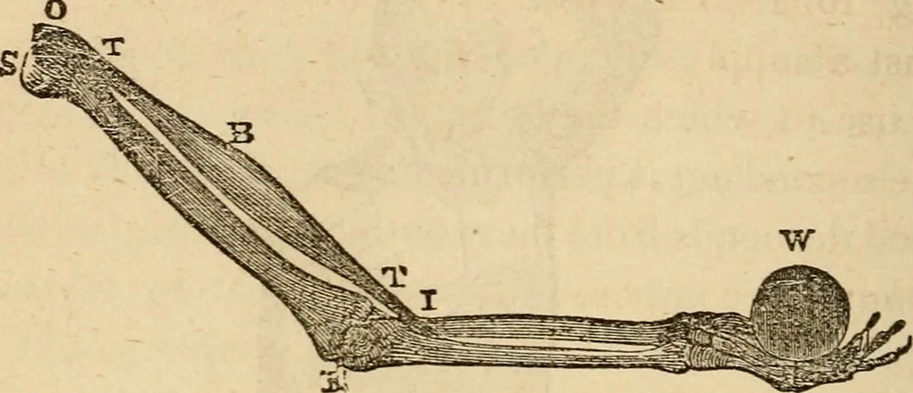 An illustration from Library of mesmerism and psychology, 1871, leaf 313