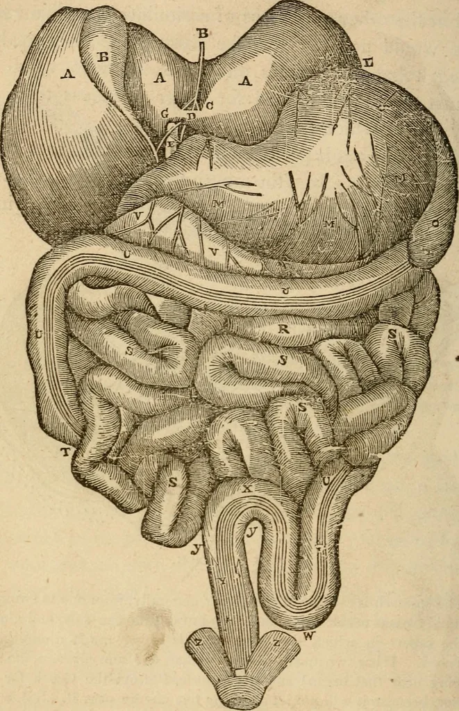 An illustration from Library of mesmerism and psychology, 1871, leaf 315