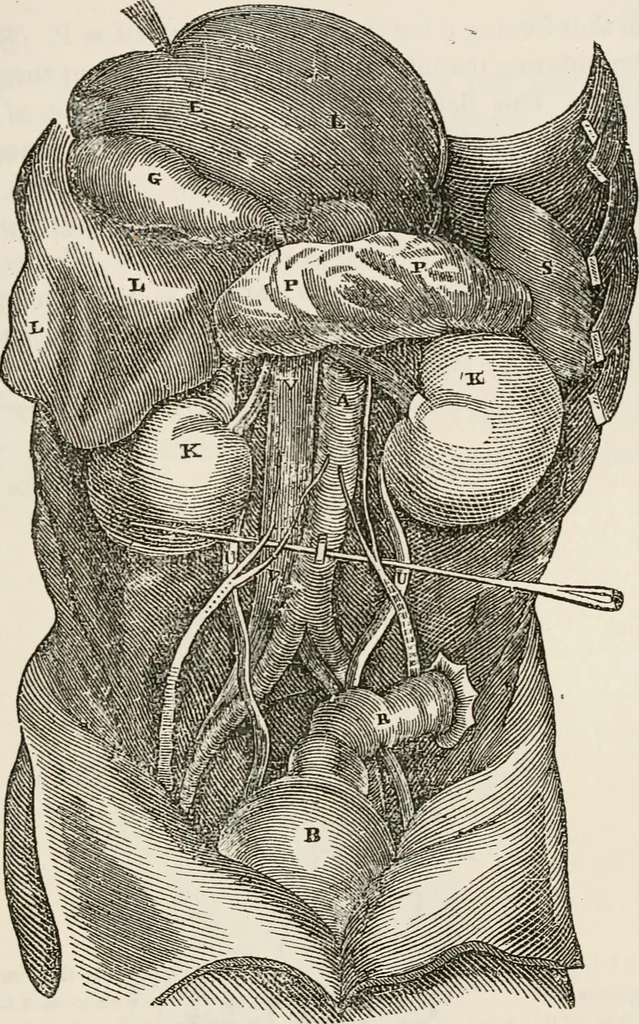 An illustration from Library of mesmerism and psychology, 1871, leaf 316