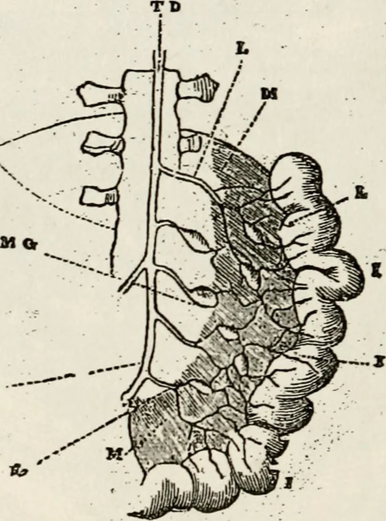 An illustration from Library of mesmerism and psychology, 1871, leaf 317