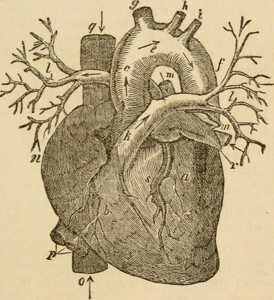 An illustration from Library of mesmerism and psychology, 1871, leaf 318