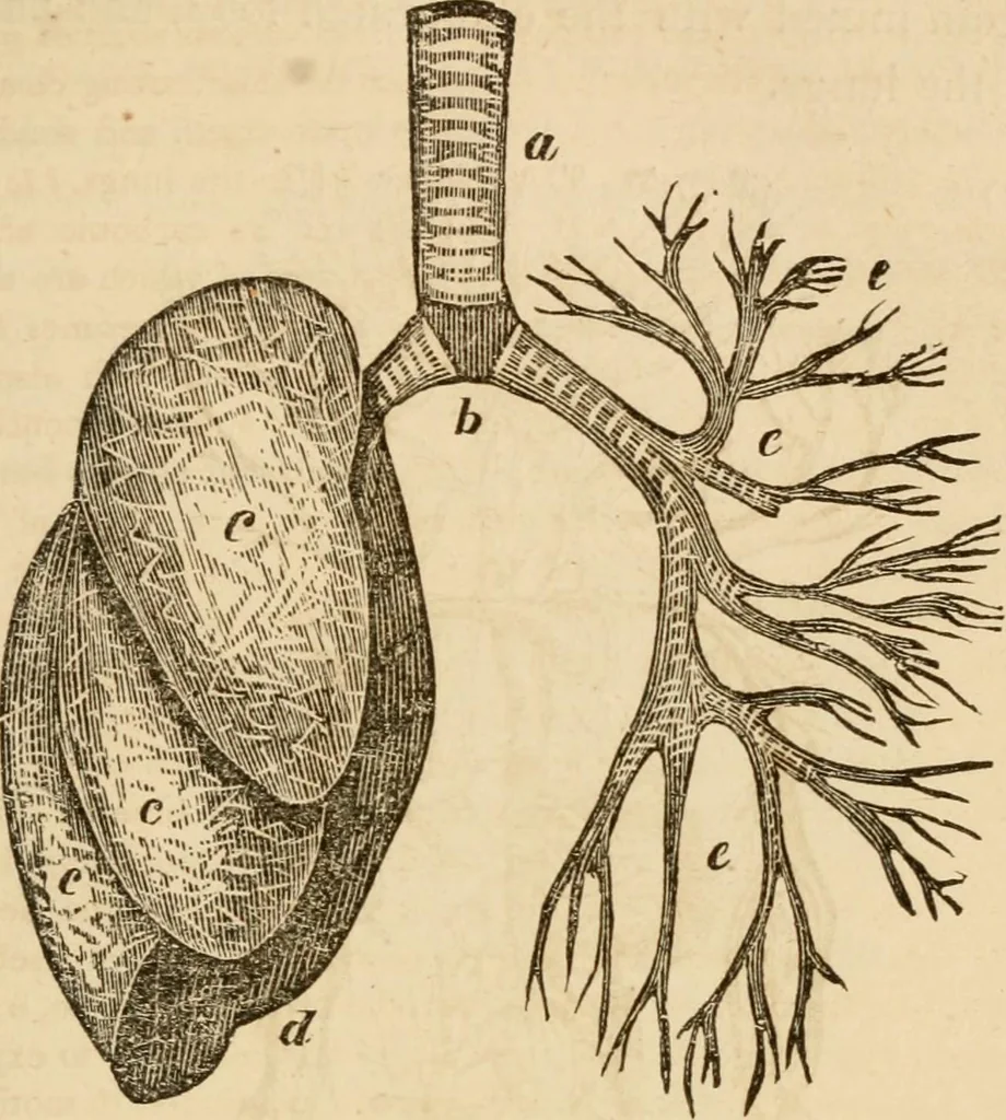 An illustration from Library of mesmerism and psychology, 1871, leaf 320