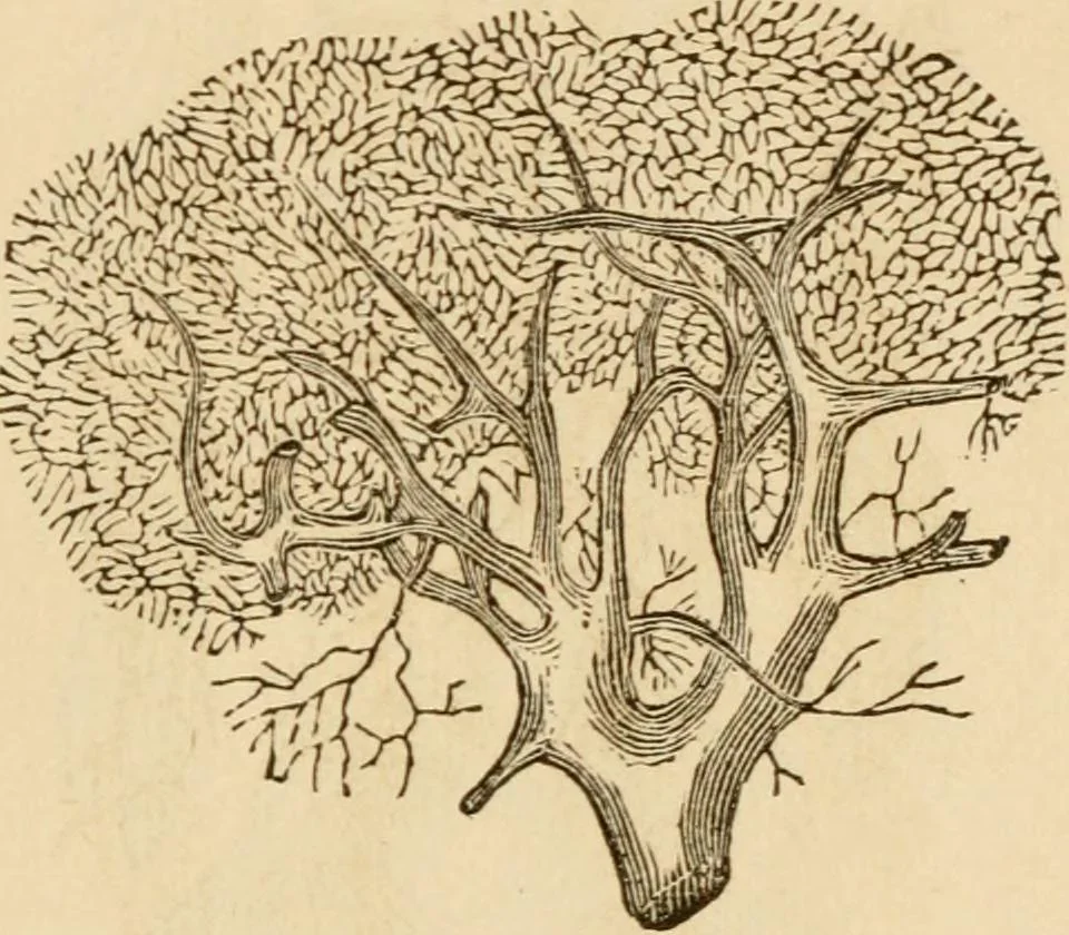 An illustration from Library of mesmerism and psychology, 1871, leaf 322