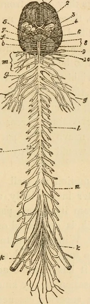 An illustration from Library of mesmerism and psychology, 1871, leaf 324