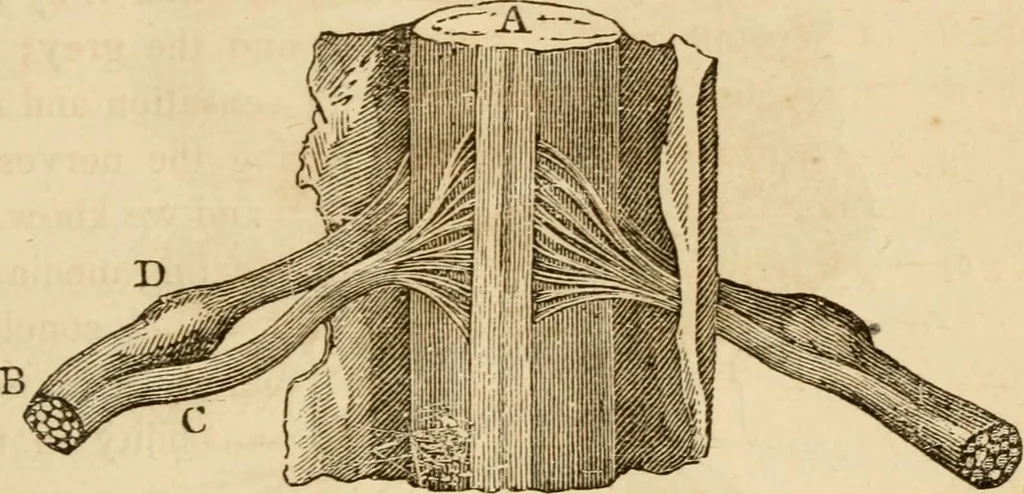 An illustration from Library of mesmerism and psychology, 1871, leaf 326