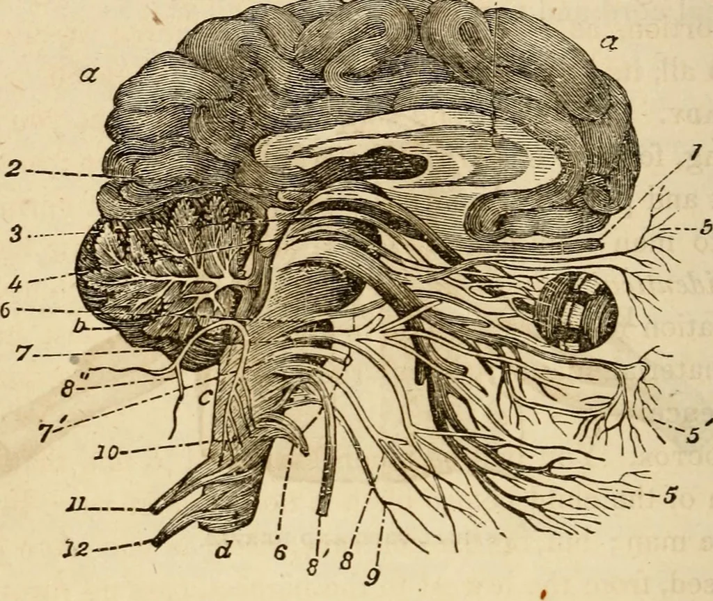 An illustration from Library of mesmerism and psychology, 1871, leaf 327