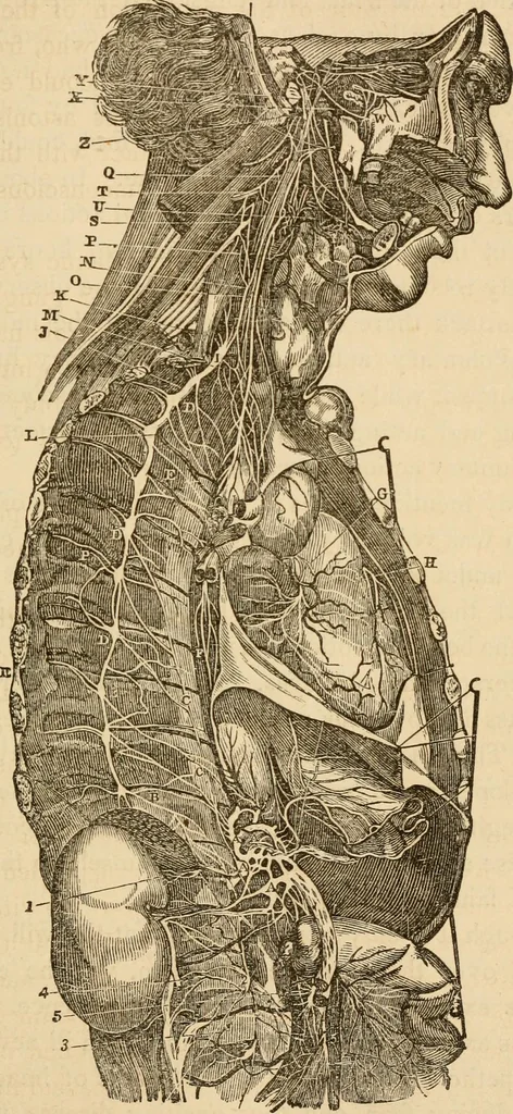 An illustration from Library of mesmerism and psychology, 1871, leaf 332