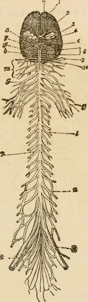 An illustration from Library of mesmerism and psychology, 1871, leaf 798