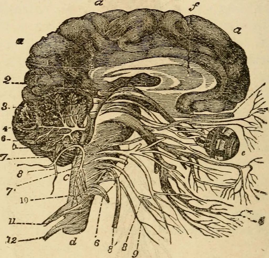 An illustration from Library of mesmerism and psychology, 1871, leaf 799