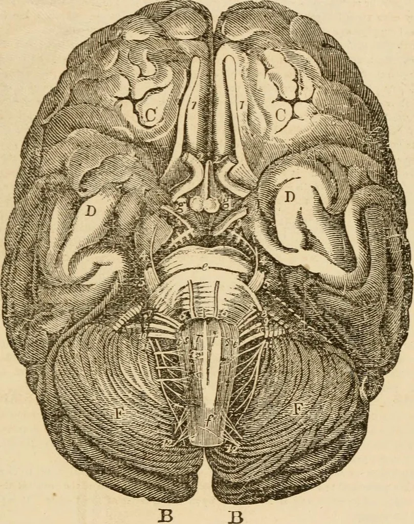 An illustration from Library of mesmerism and psychology, 1871, leaf 802