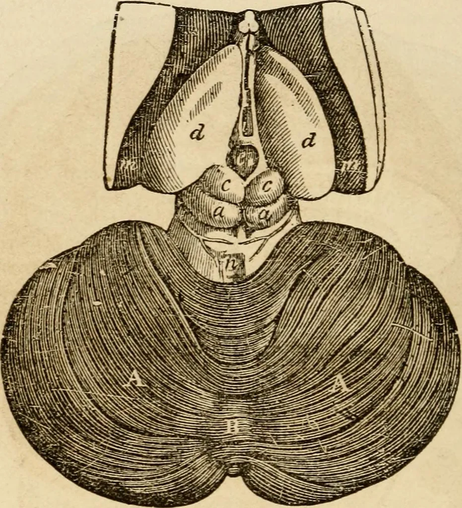 An illustration from Library of mesmerism and psychology, 1871, leaf 805