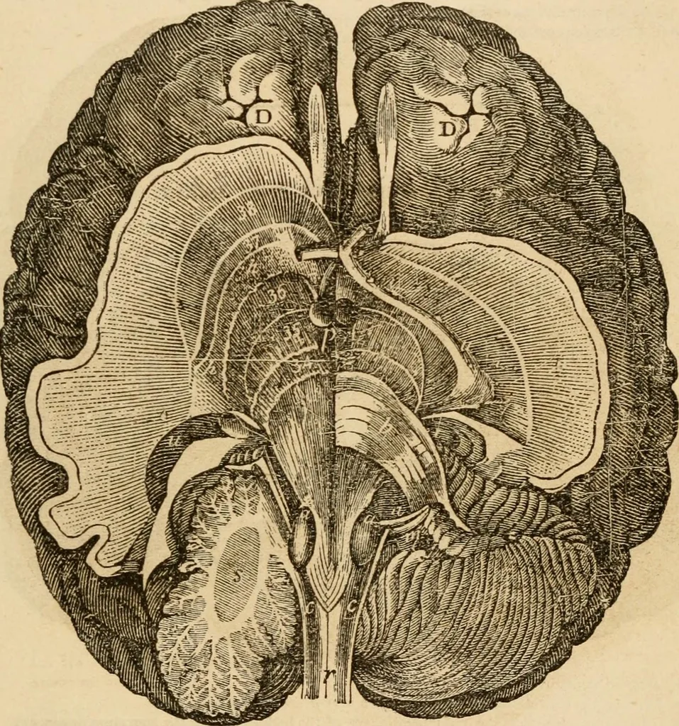 An illustration from Library of mesmerism and psychology, 1871, leaf 808
