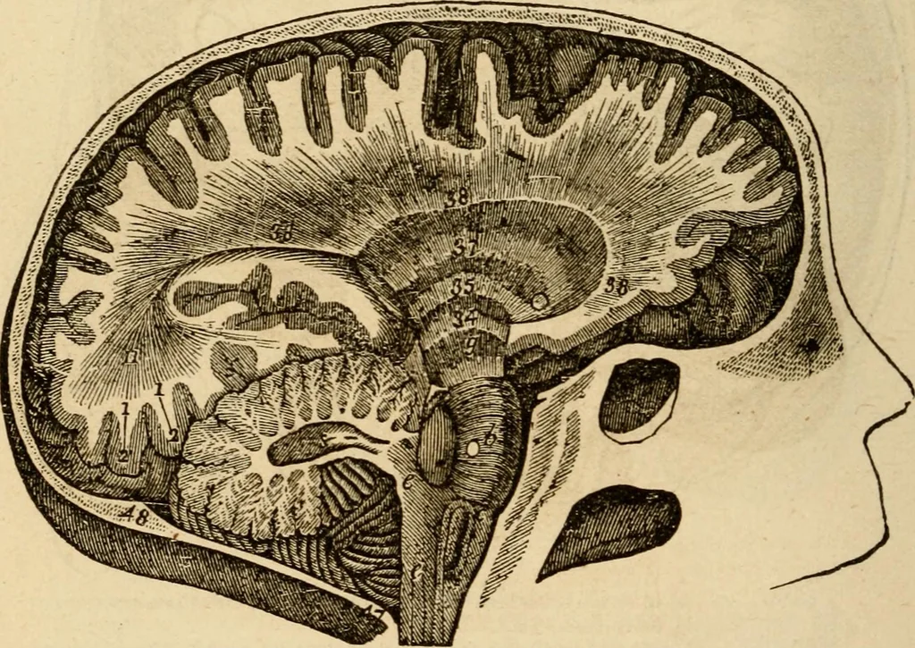 An illustration from Library of mesmerism and psychology, 1871, leaf 811