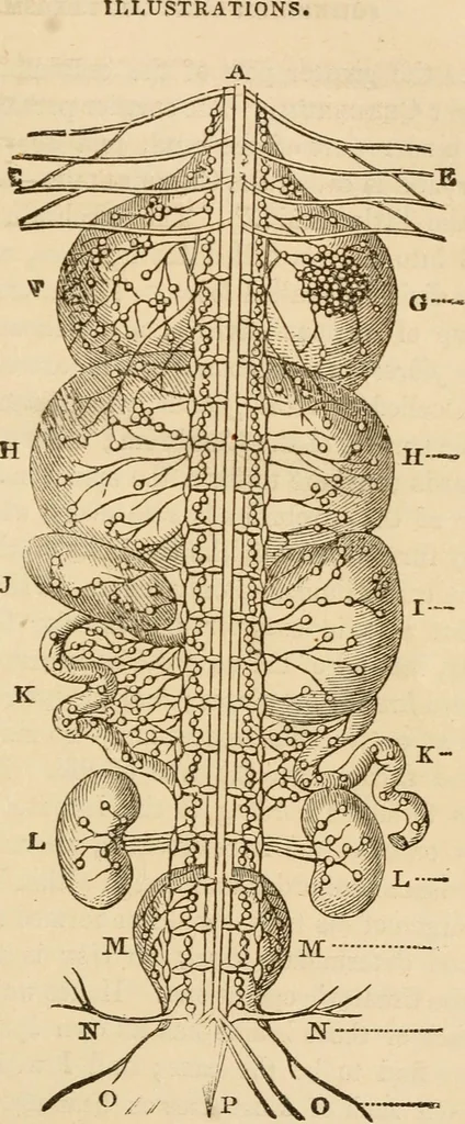 An illustration from Library of mesmerism and psychology, 1871, leaf 816