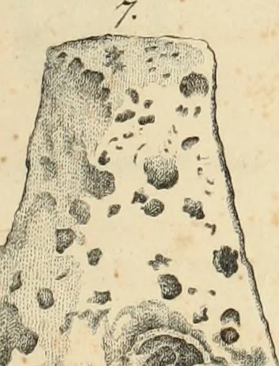 An illustration from Lietopis russk numizmatiki, 1842, leaf 82